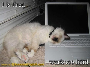 funny-cat-tired-of-work